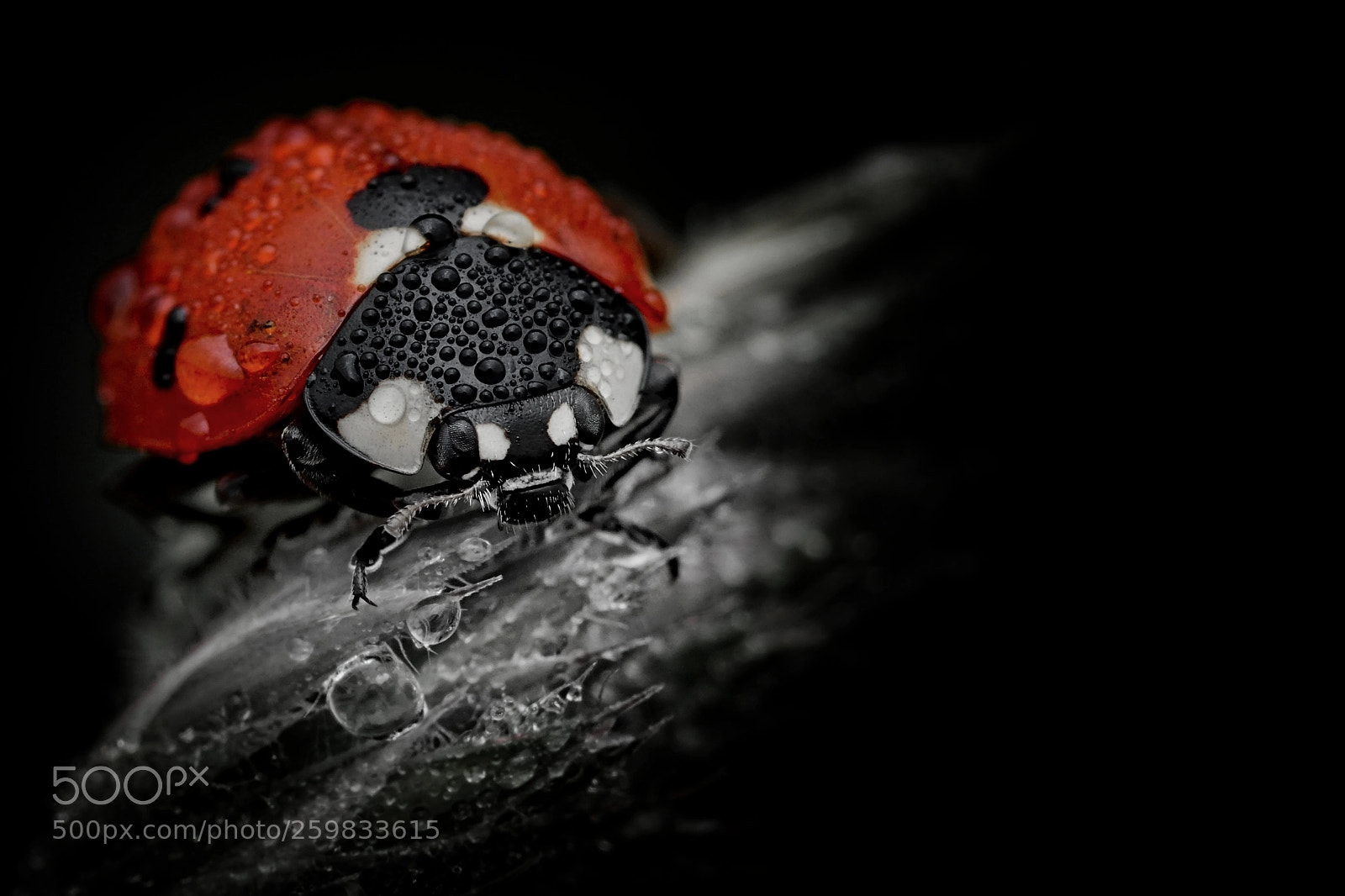 Nikon D3300 sample photo. Coccinella covered in dew photography