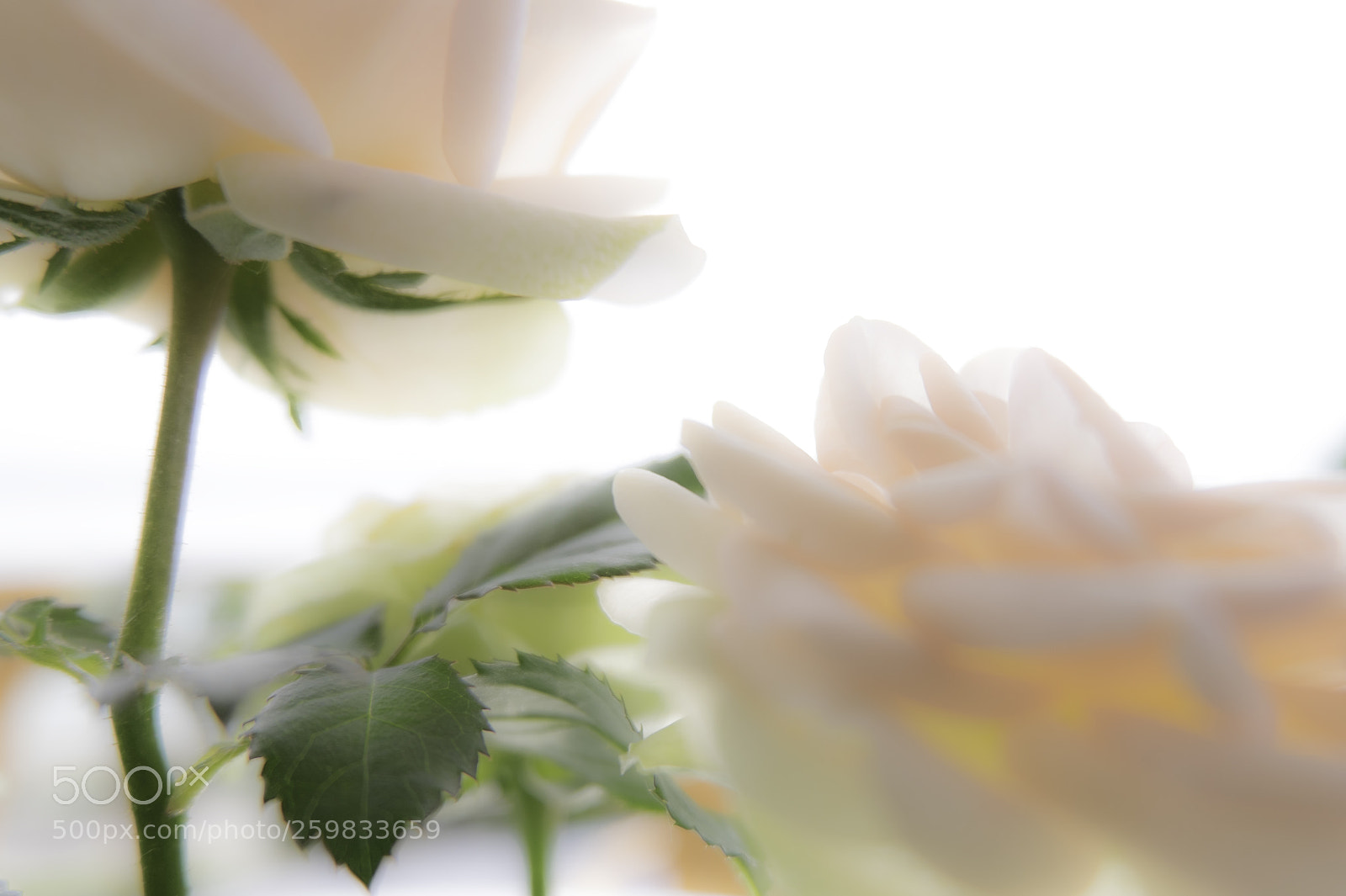 Fujifilm X-T1 sample photo. Ein hauch von farbe photography
