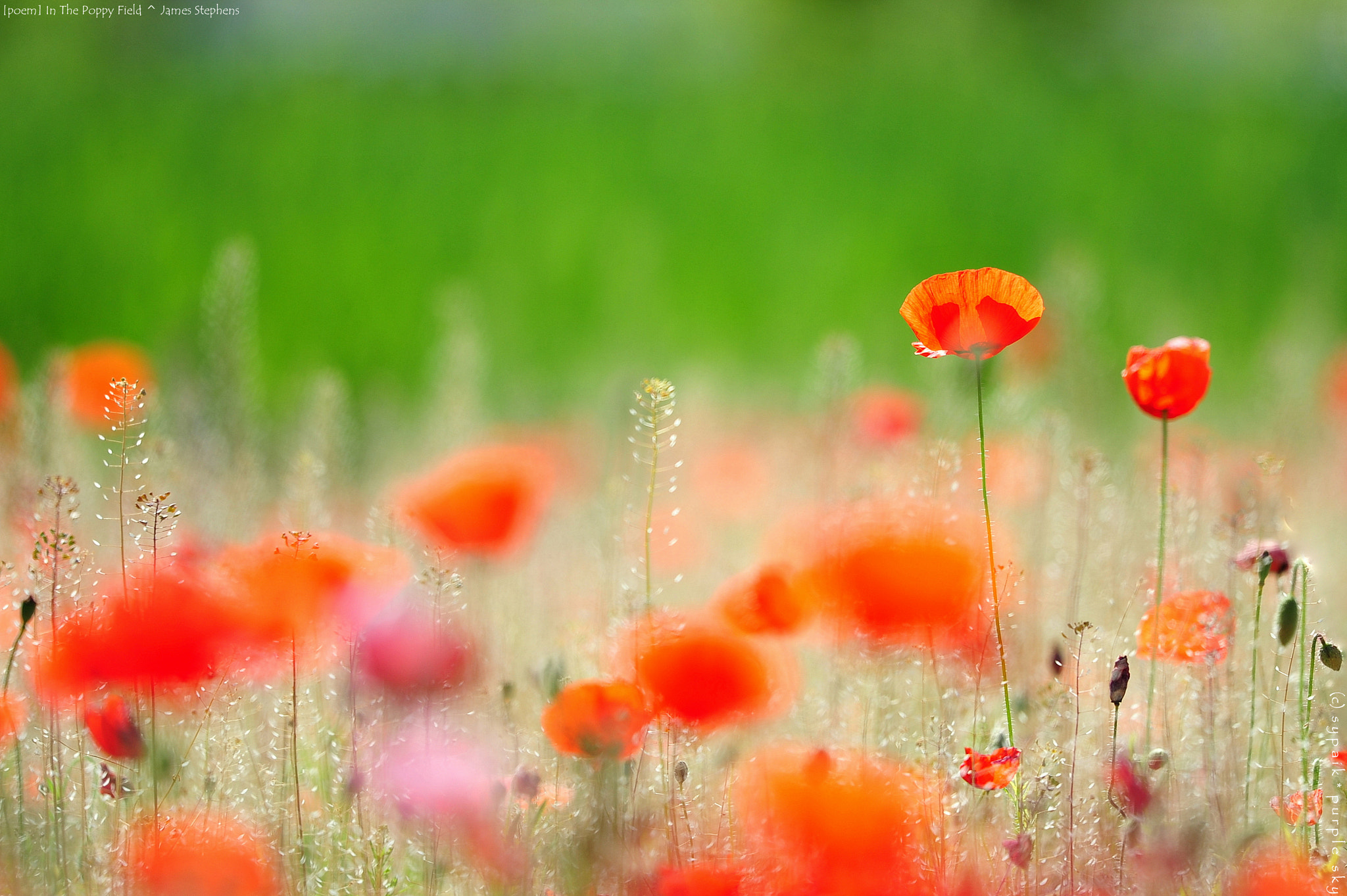 Nikon Nikkor AF-S 300mm F4E PF ED VR sample photo. In the poppy field ** photography