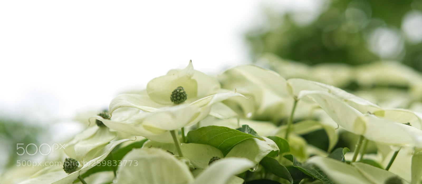 Sony a6000 sample photo. Morning dogwoods photography