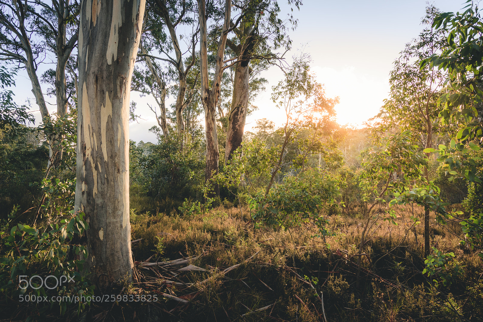 Nikon D7200 sample photo. Morning light at thomastown photography