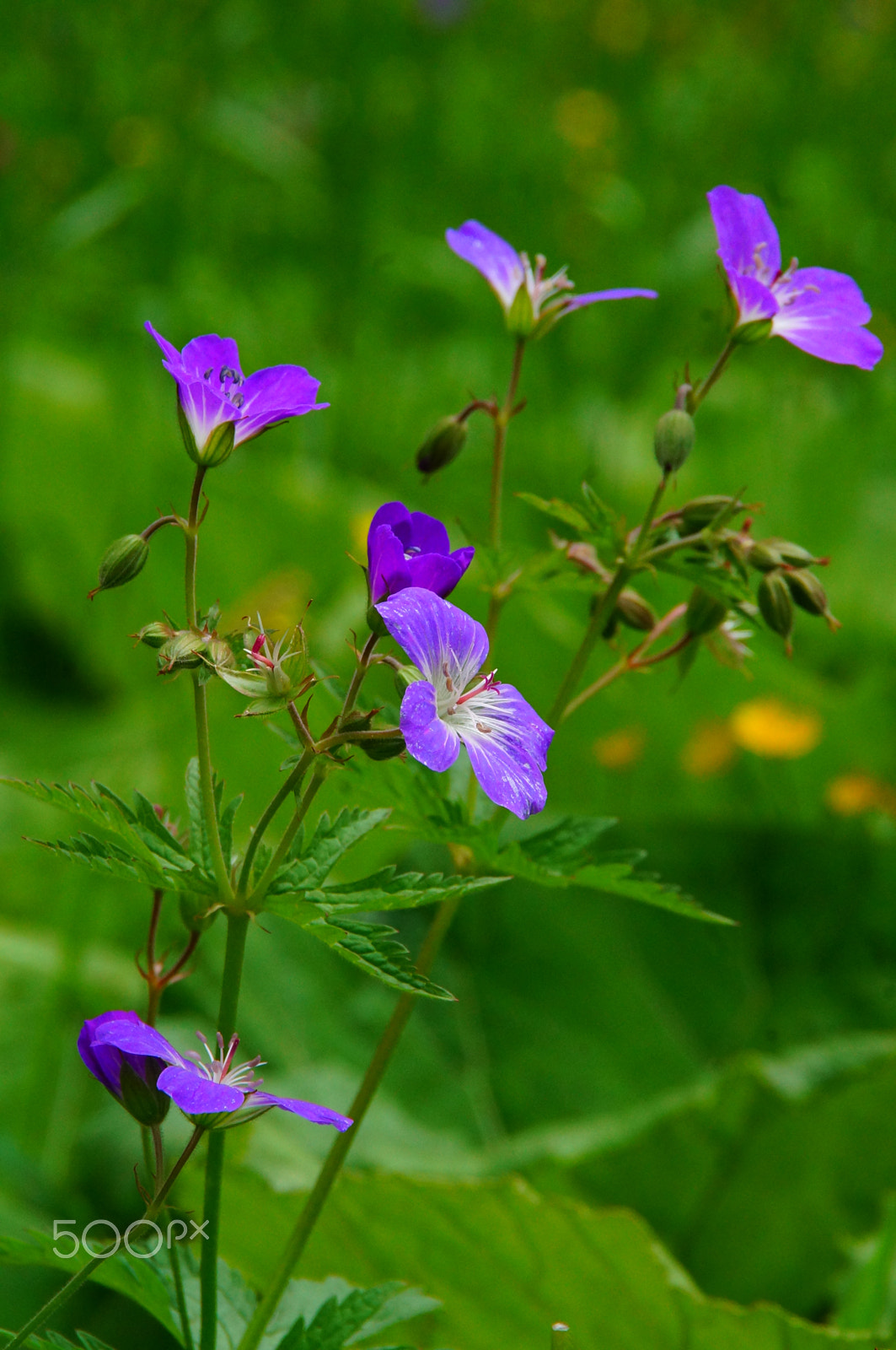 Sony SLT-A37 sample photo. Flowers photography