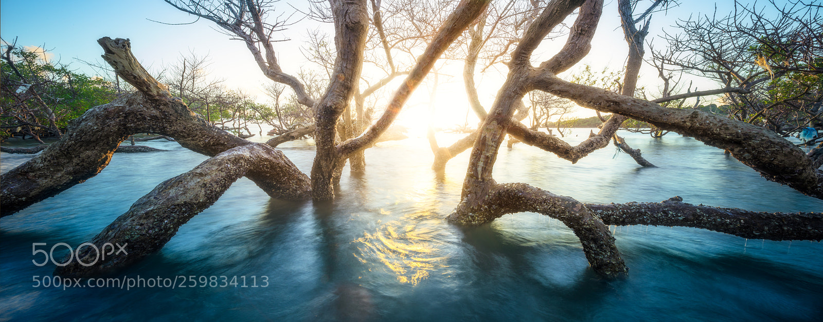 Canon EOS 5DS R sample photo. Mangrove photography