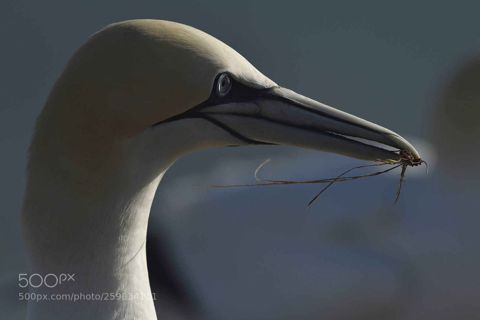 Nikon D500 sample photo. Gannet profil photography