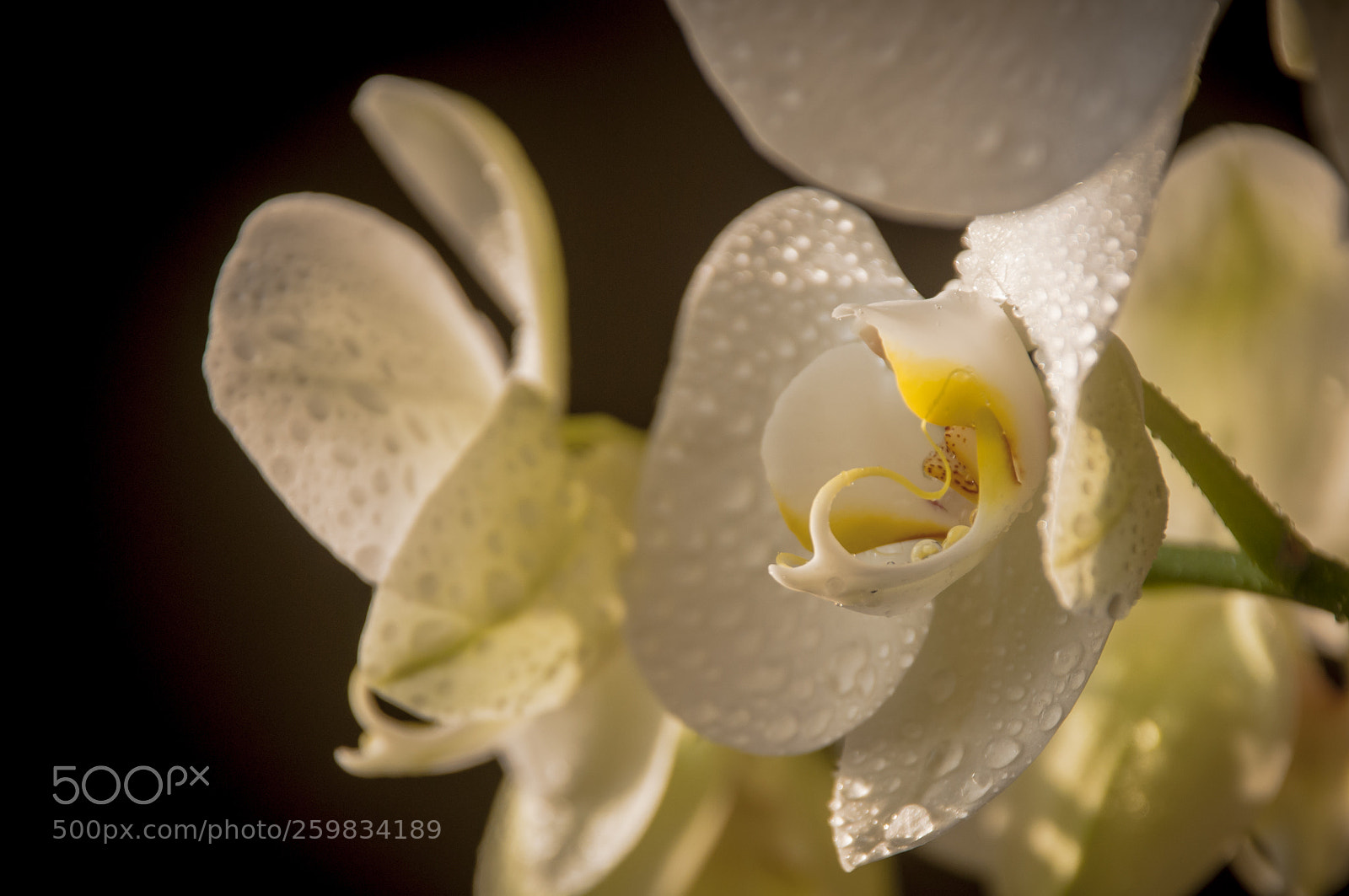 Nikon D300 sample photo. White_orquid photography