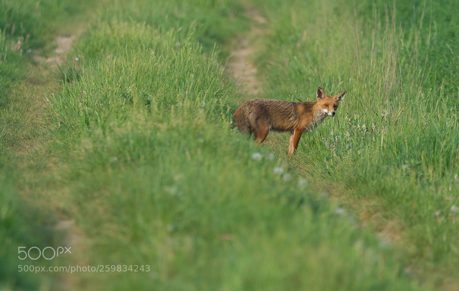 Nikon D7100 sample photo. V. vulpes photography