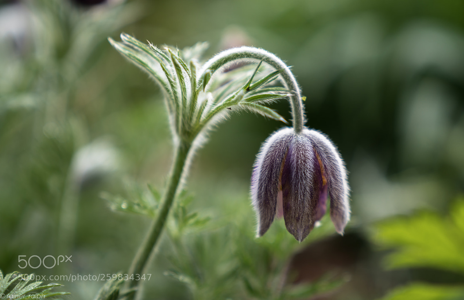 Sony a7R III sample photo. Keep your head held photography