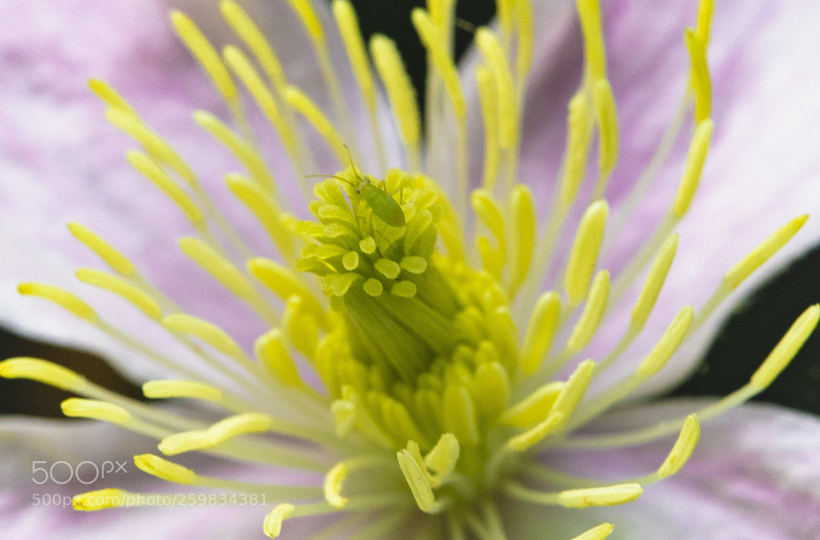 Sony a7 III sample photo. A hiding bug photography