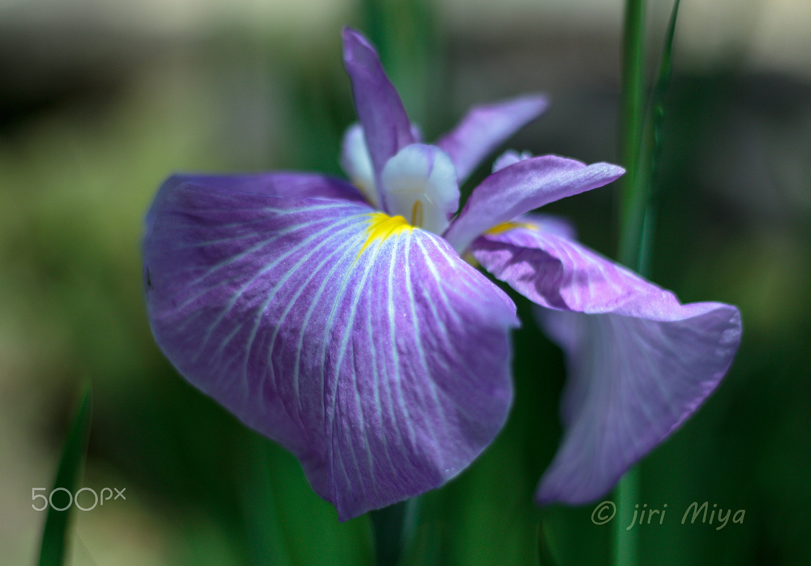 Canon EOS 600D (Rebel EOS T3i / EOS Kiss X5) sample photo. Purple photography