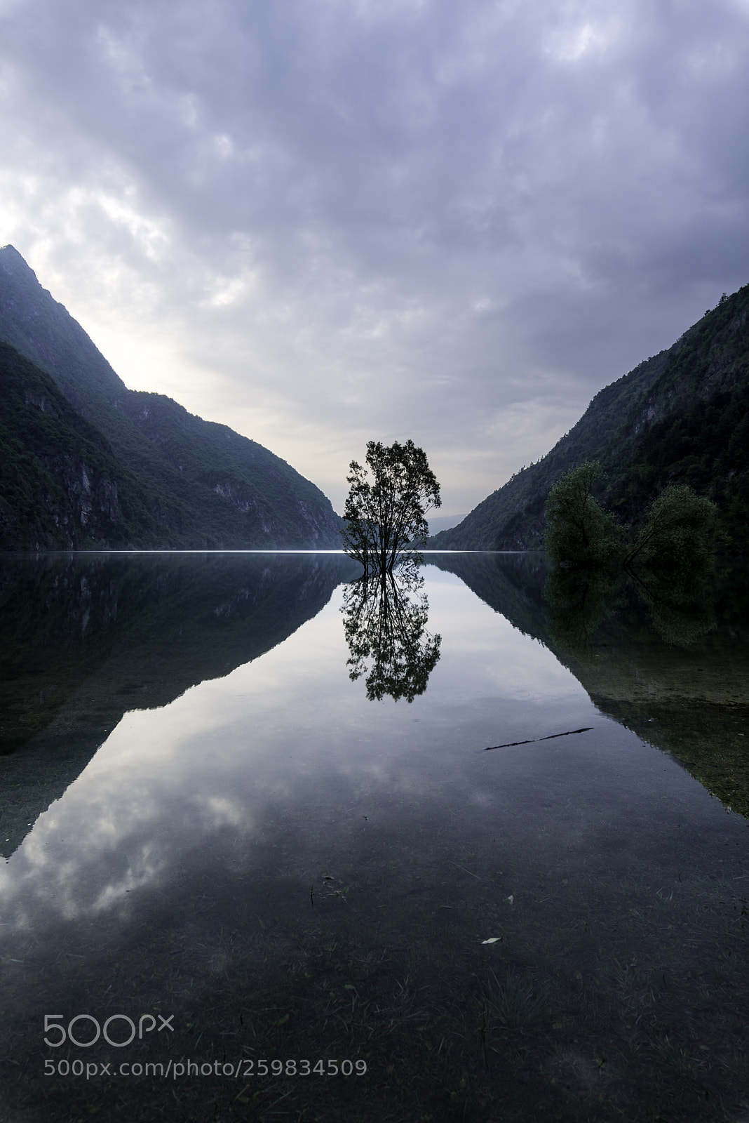 Nikon D610 sample photo. Reflex tree photography