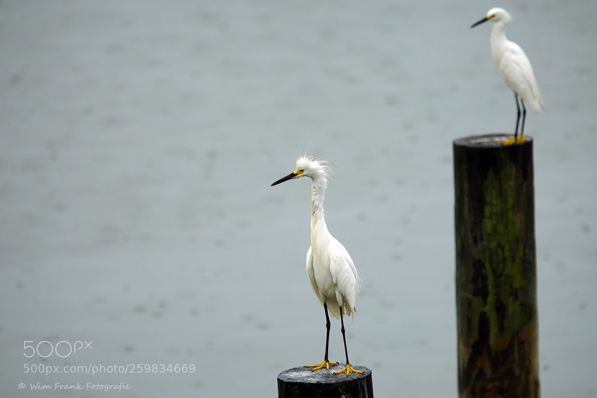 Sony a7 sample photo. Little egret ( kleine zilverreiger) photography