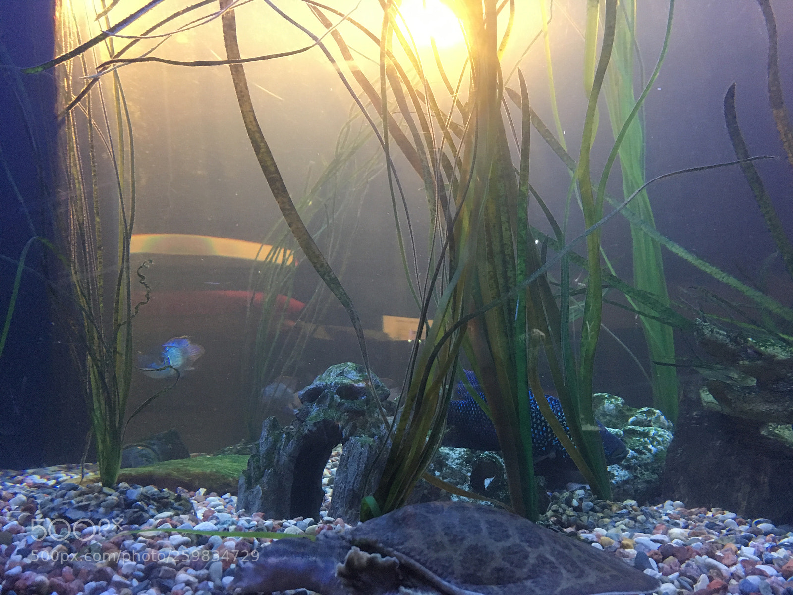 Apple iPhone SE sample photo. Sea turtle photography