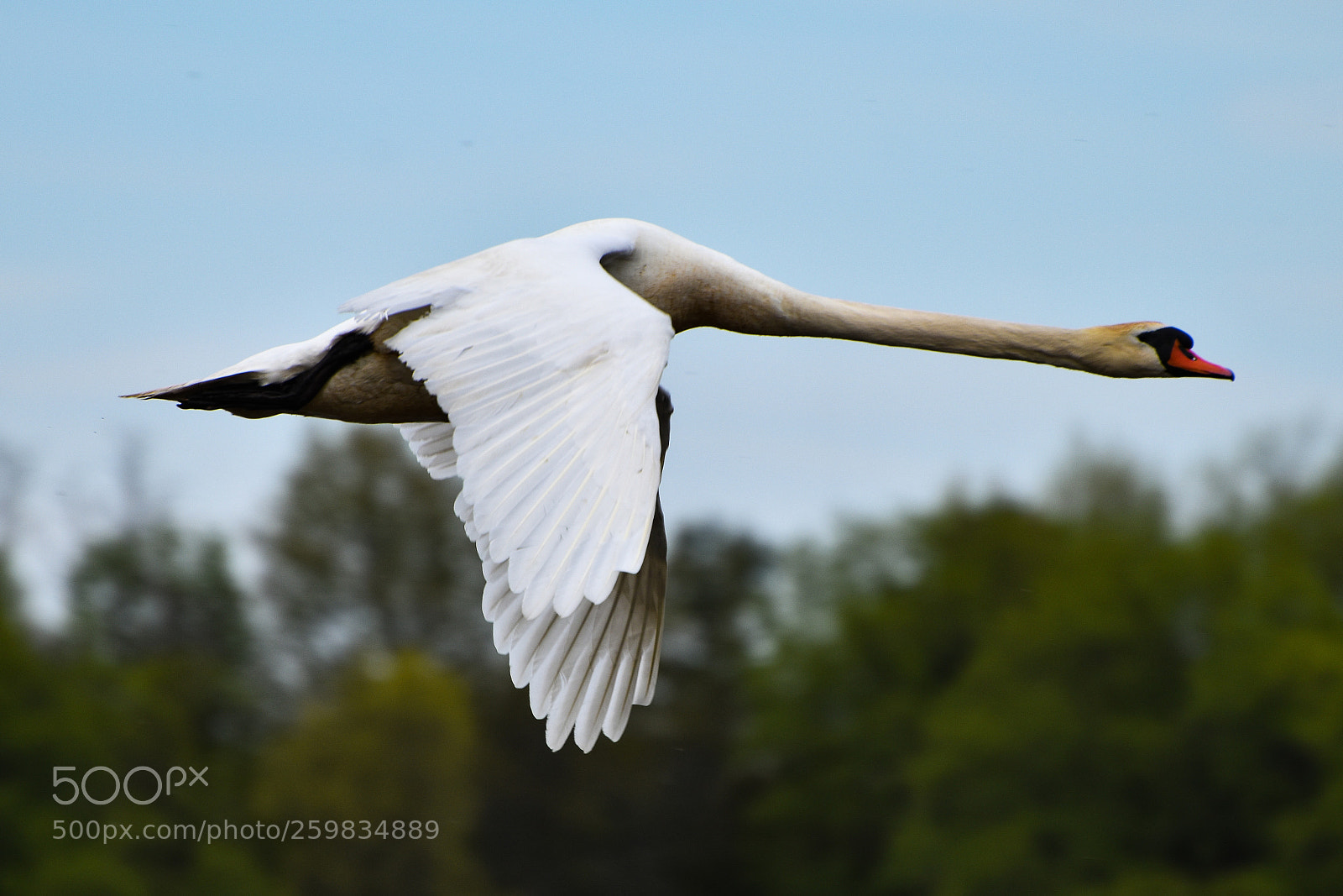 Nikon D5500 sample photo. Mute swan in flight photography