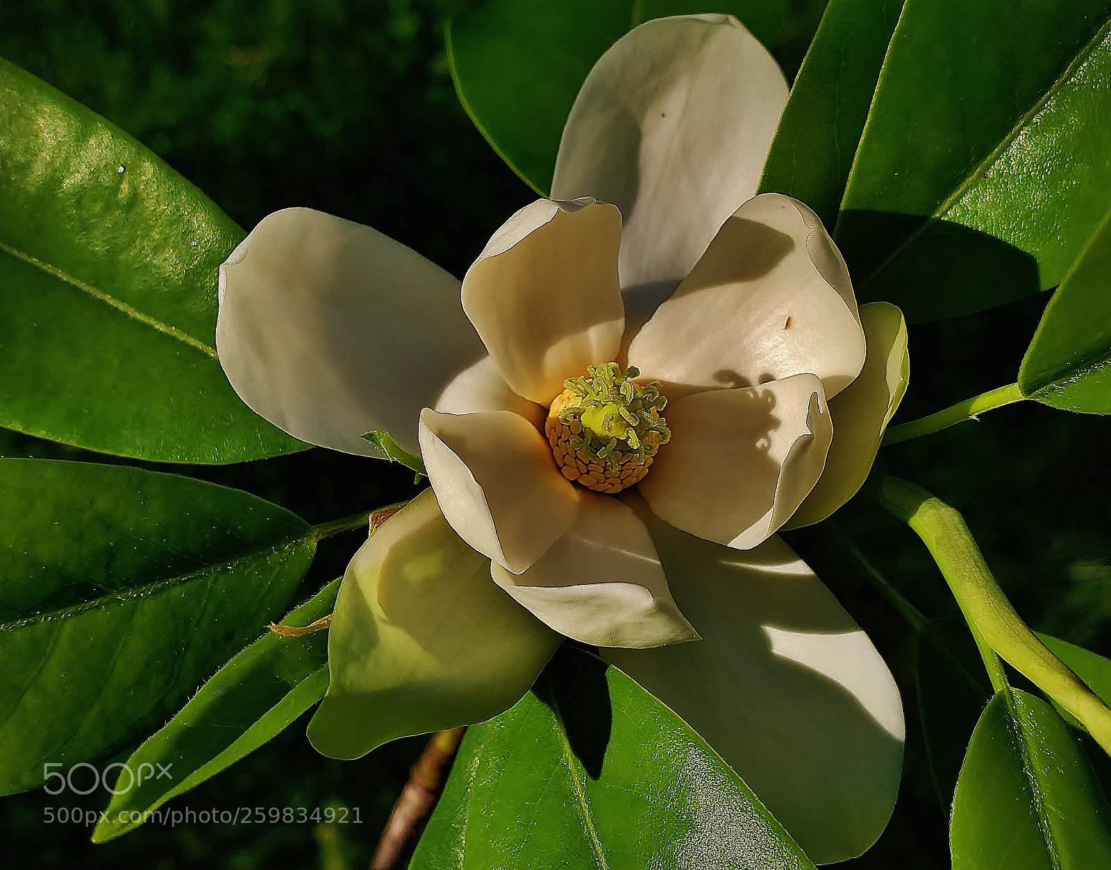 Samsung Galaxy S9+ sample photo. Sweet bay magnolia 2018 photography