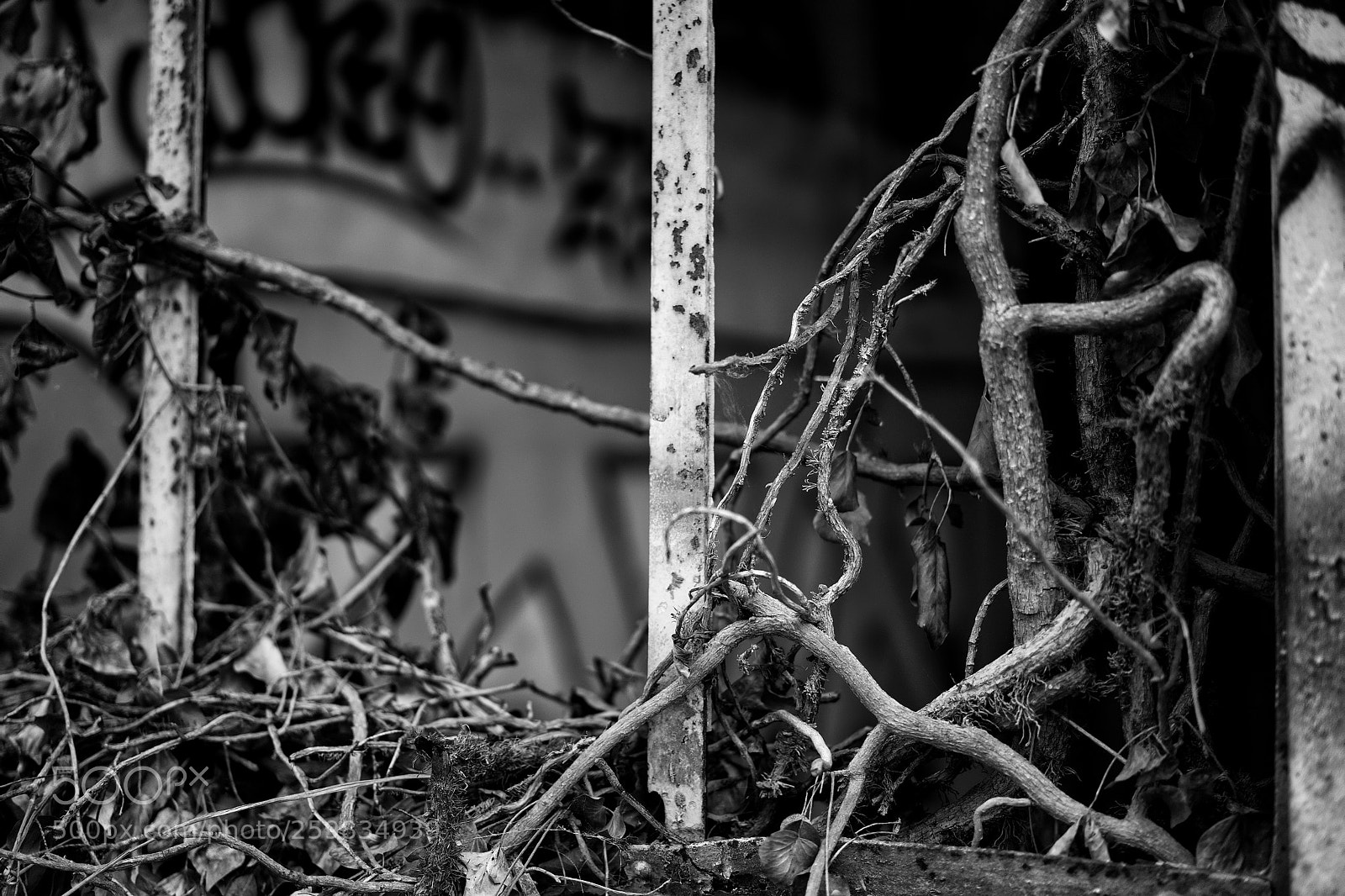 Sony a7 sample photo. Branches photography