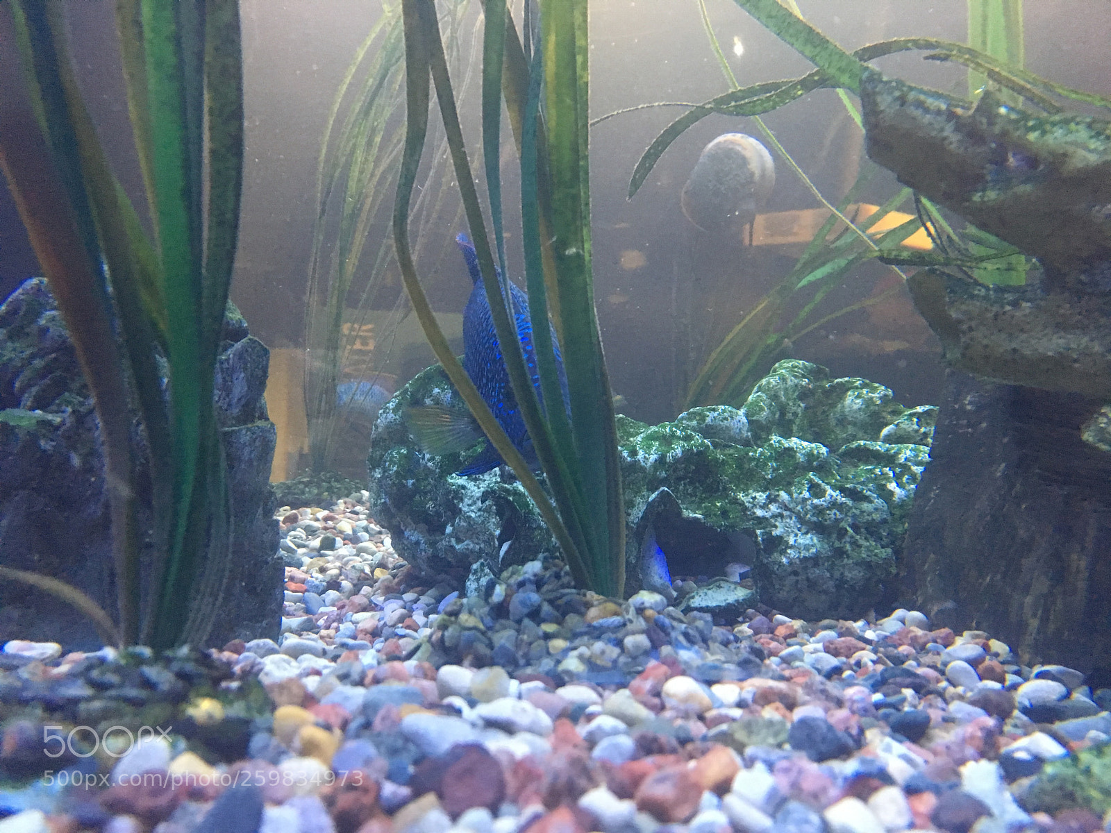 Apple iPhone SE sample photo. Hidden fish photography