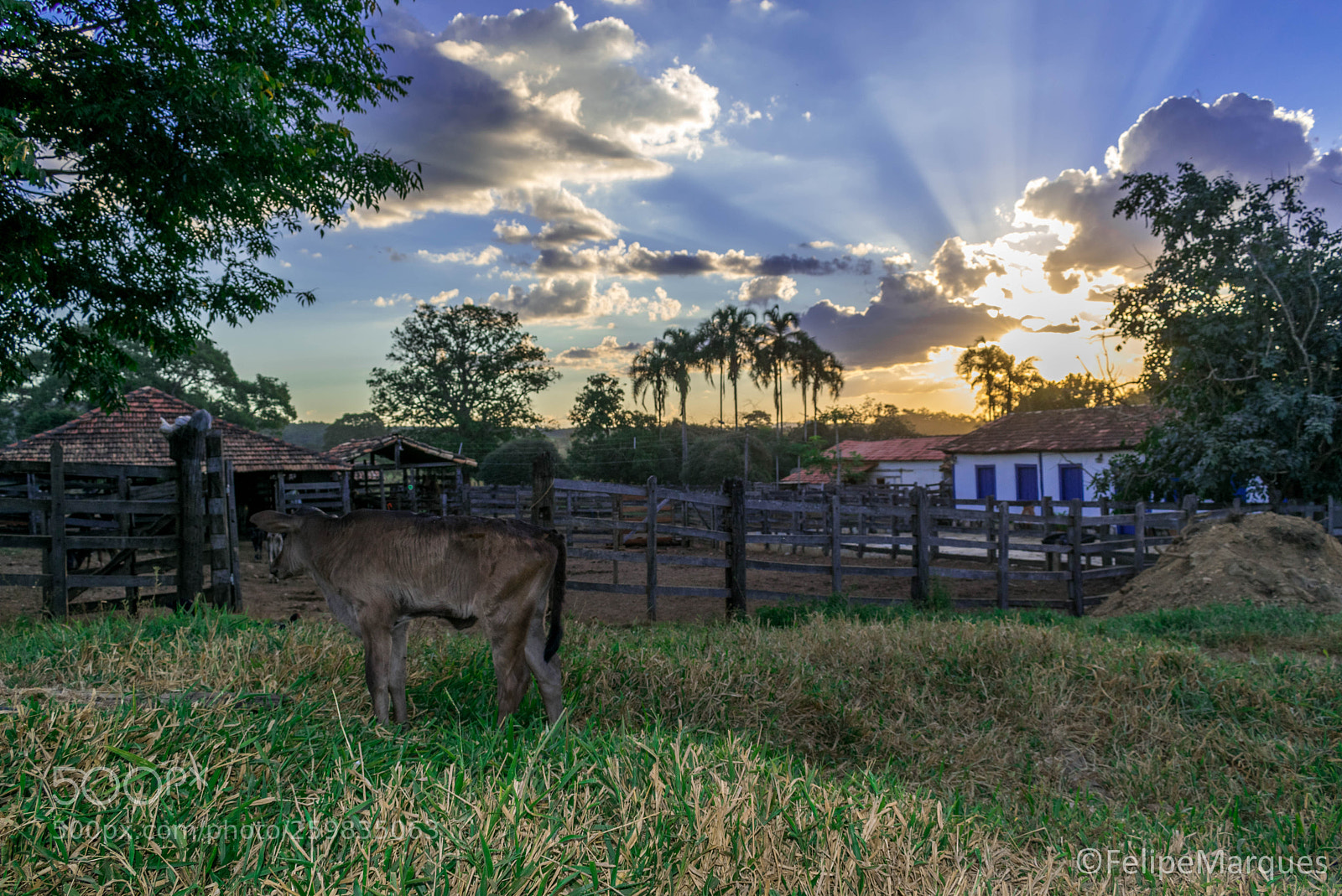 Nikon D5300 sample photo. A fazenda photography