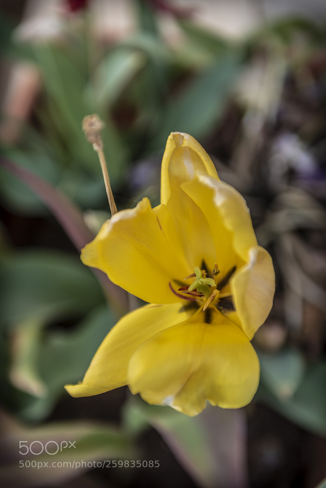 Nikon D750 sample photo. Yellow photography