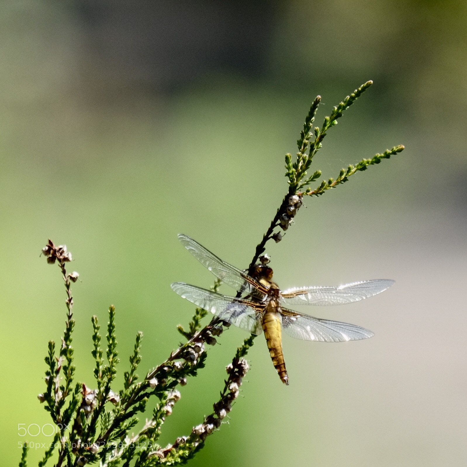 Fujifilm X-T1 sample photo. Untitled photography