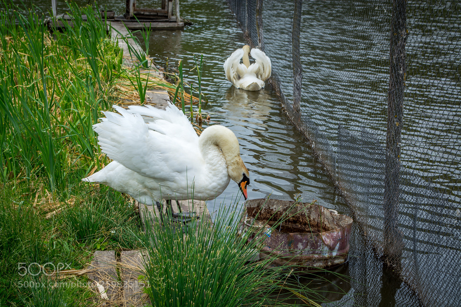 Nikon D5200 sample photo. Swan photography