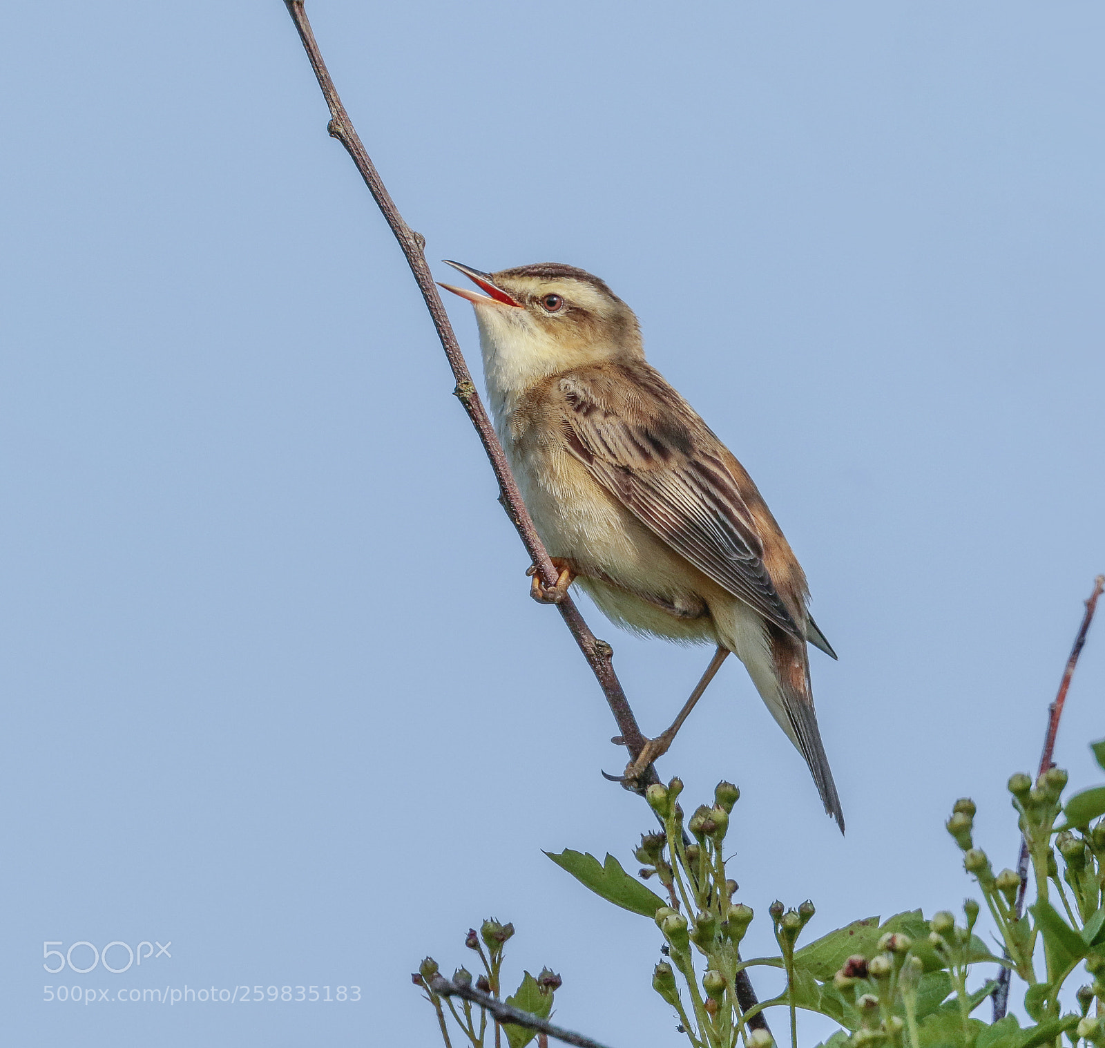 Canon EOS 7D Mark II sample photo. Sedge warbler photography