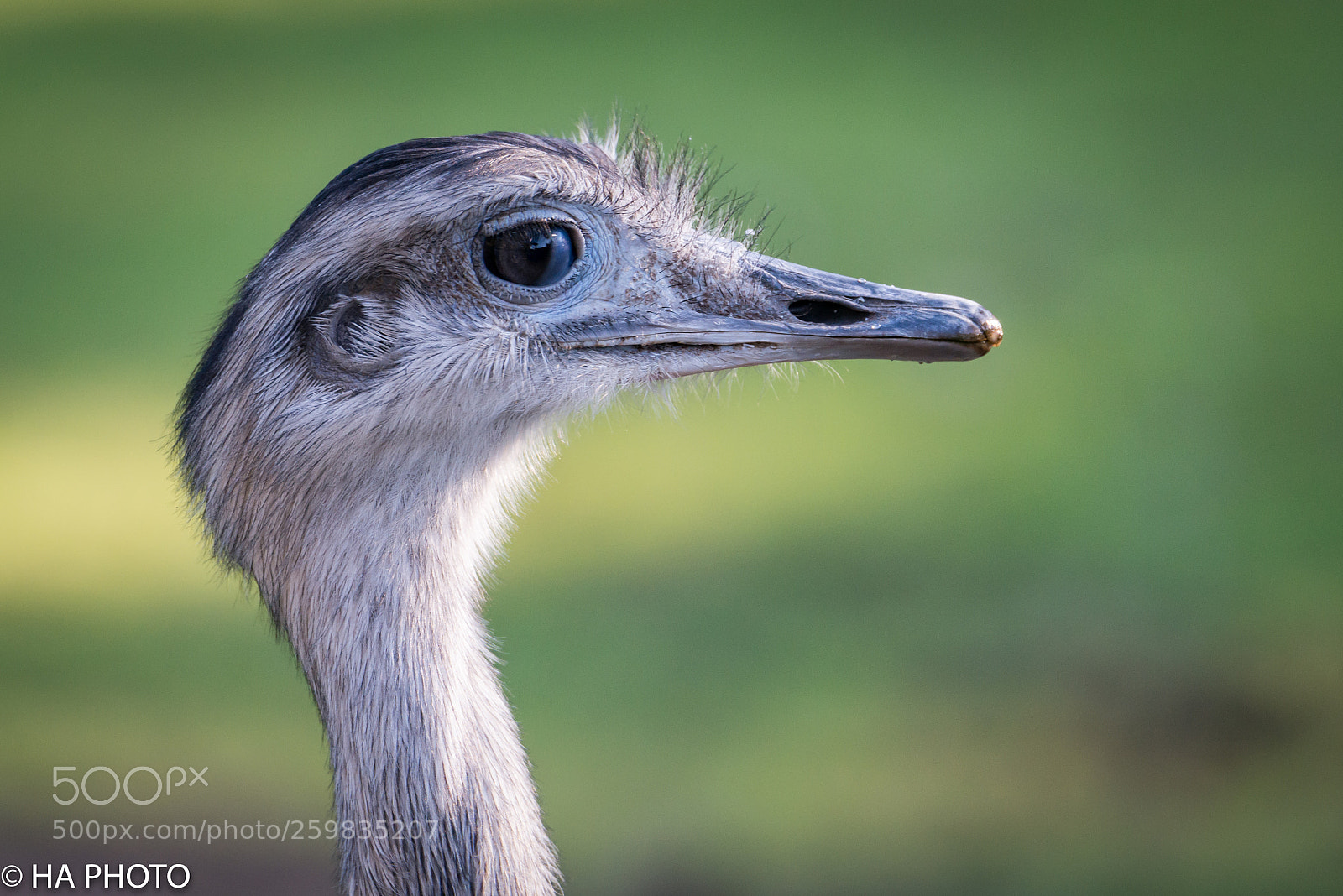 Nikon D800 sample photo. Ostrich profile photography