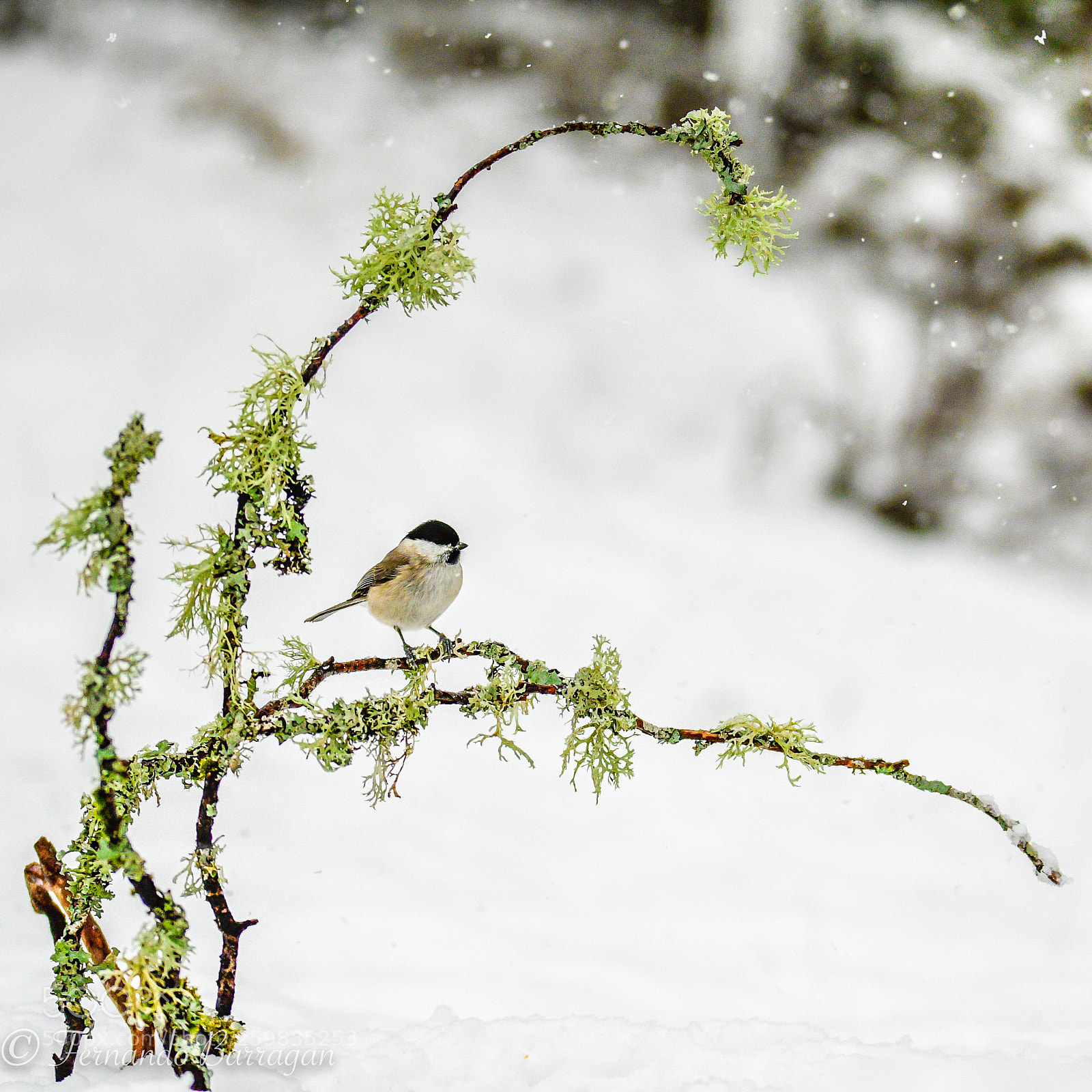 Nikon D500 sample photo. Carbonero en nieve photography