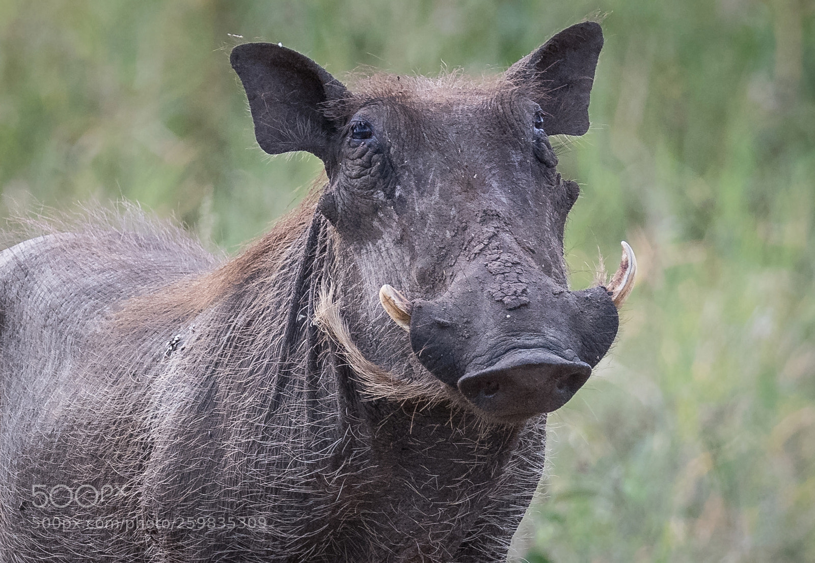 Nikon D850 sample photo. Boar photography