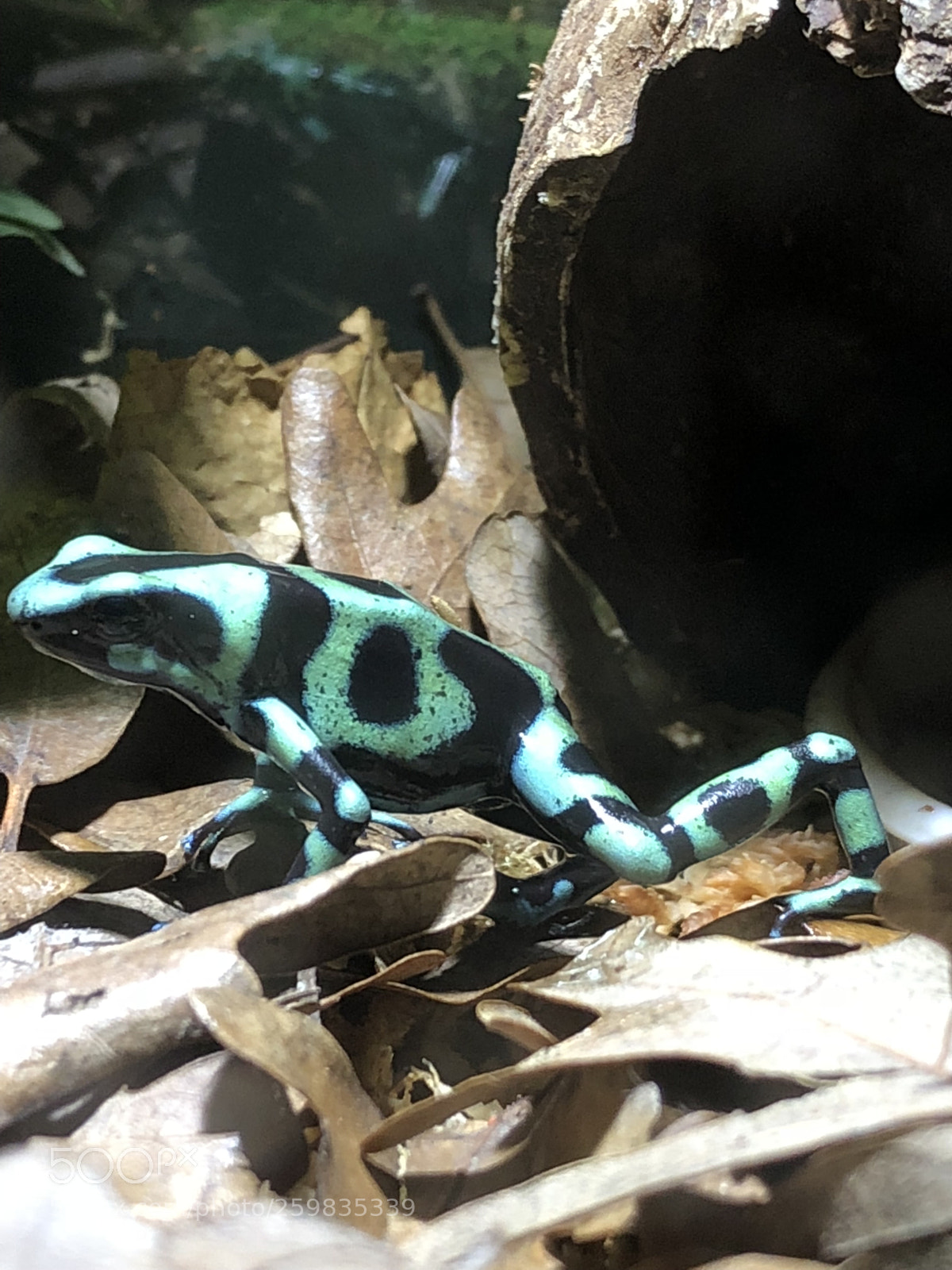 Apple iPhone 8 sample photo. Dendrobates  photography
