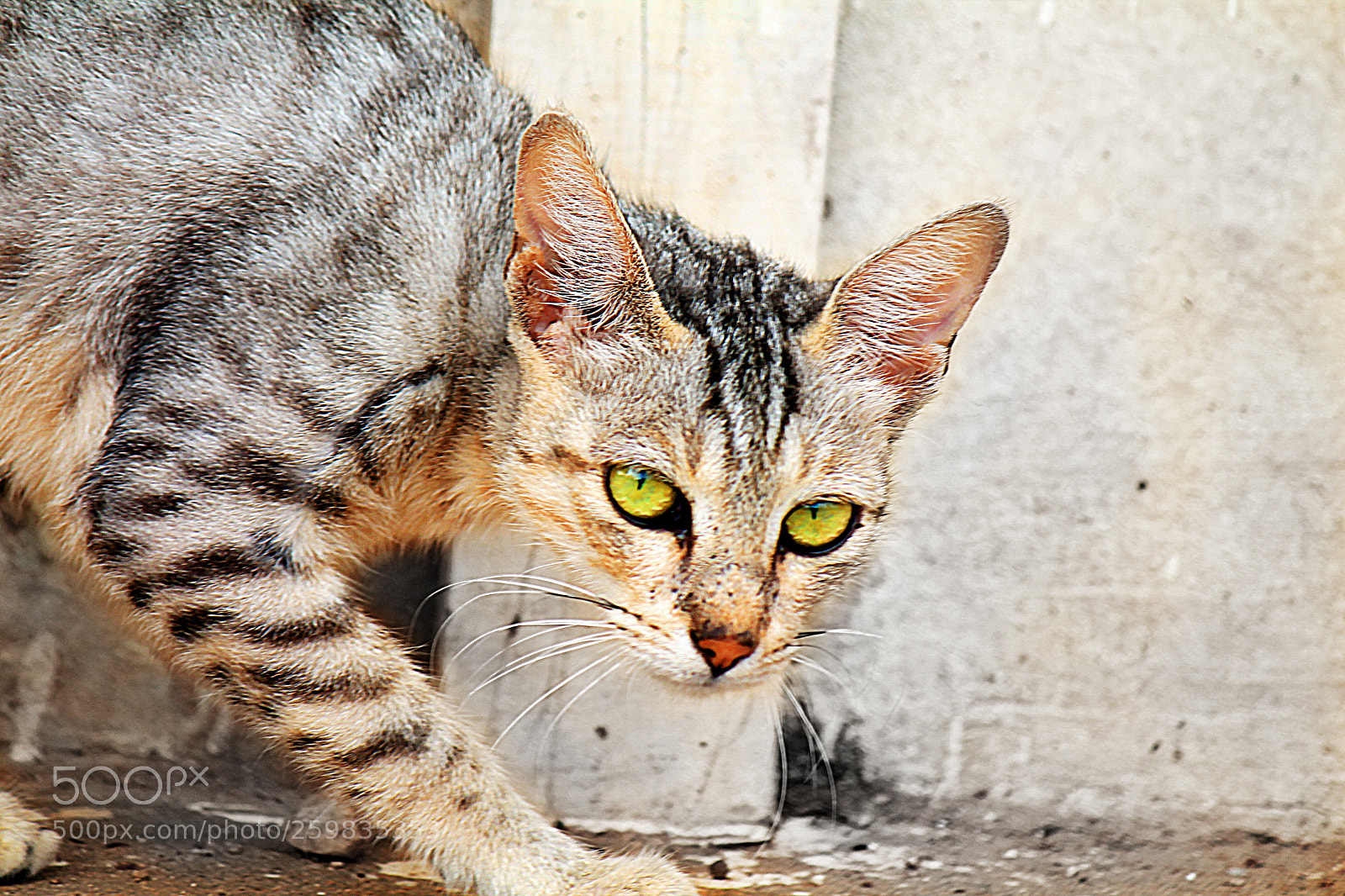 Canon EOS 1100D (EOS Rebel T3 / EOS Kiss X50) sample photo. Street cat photography