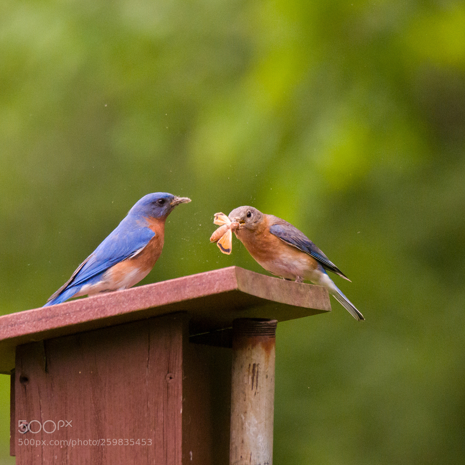 Nikon D810 sample photo. Eastern bluebirds photography