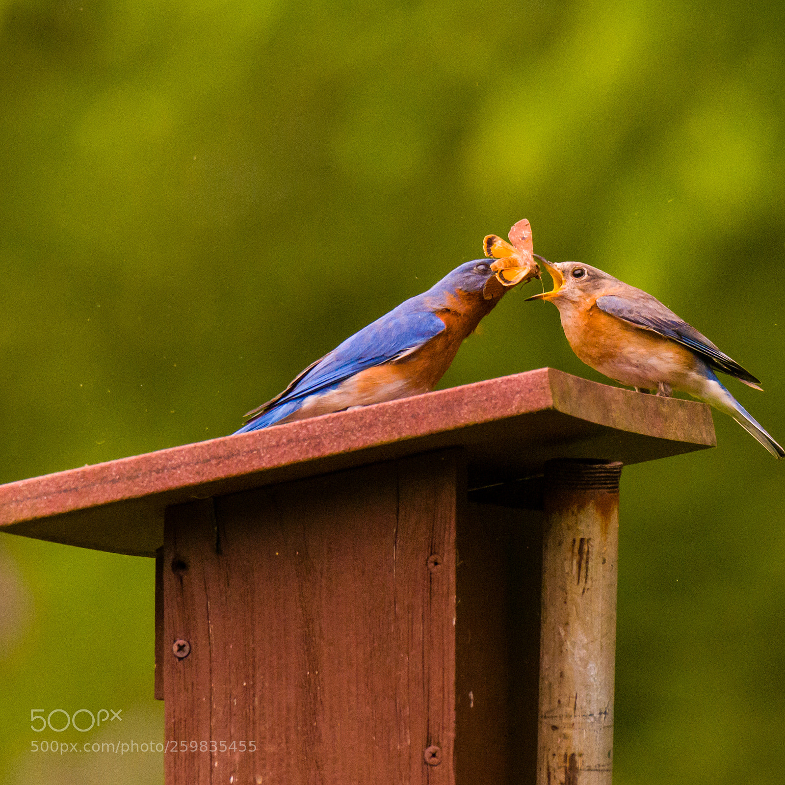 Nikon D810 sample photo. Eastern bluebirds photography