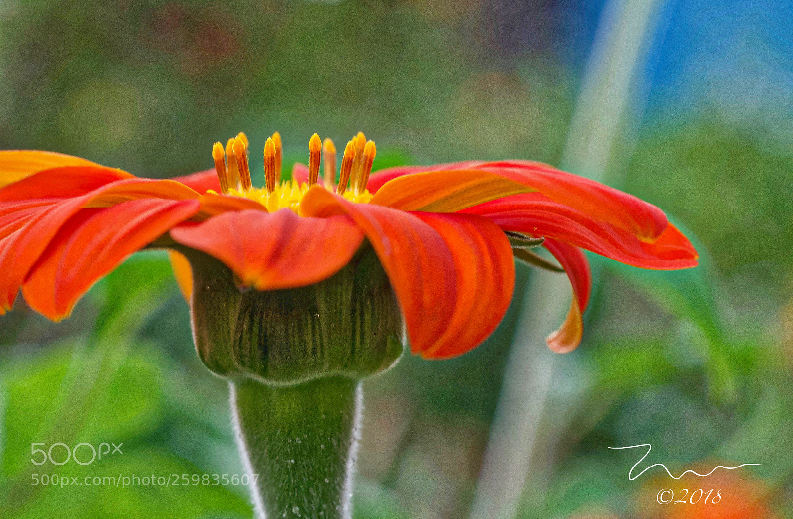 Nikon D750 sample photo. Mexican sunflower photography