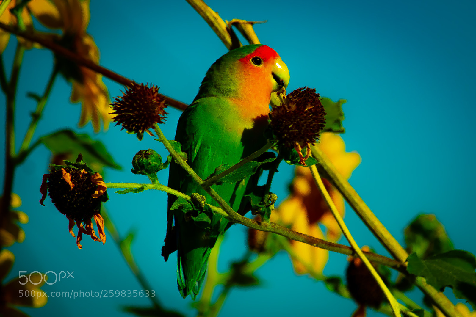 Canon EOS 1200D (EOS Rebel T5 / EOS Kiss X70 / EOS Hi) sample photo. Parrot in the backyard photography