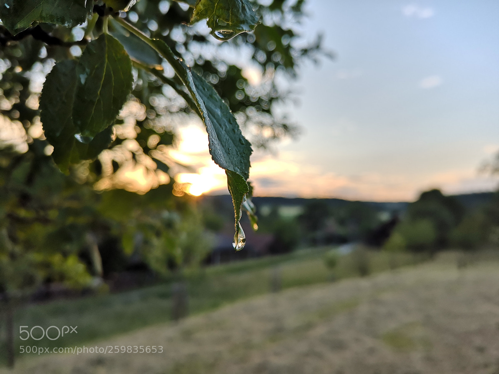 HUAWEI P20 sample photo. Time is dripping photography