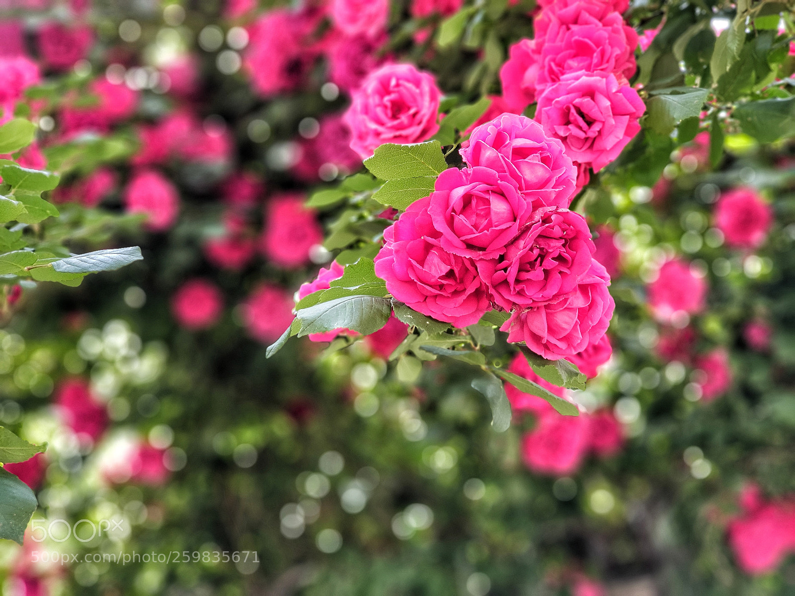 Samsung Galaxy S9+ sample photo. 玫瑰 photography