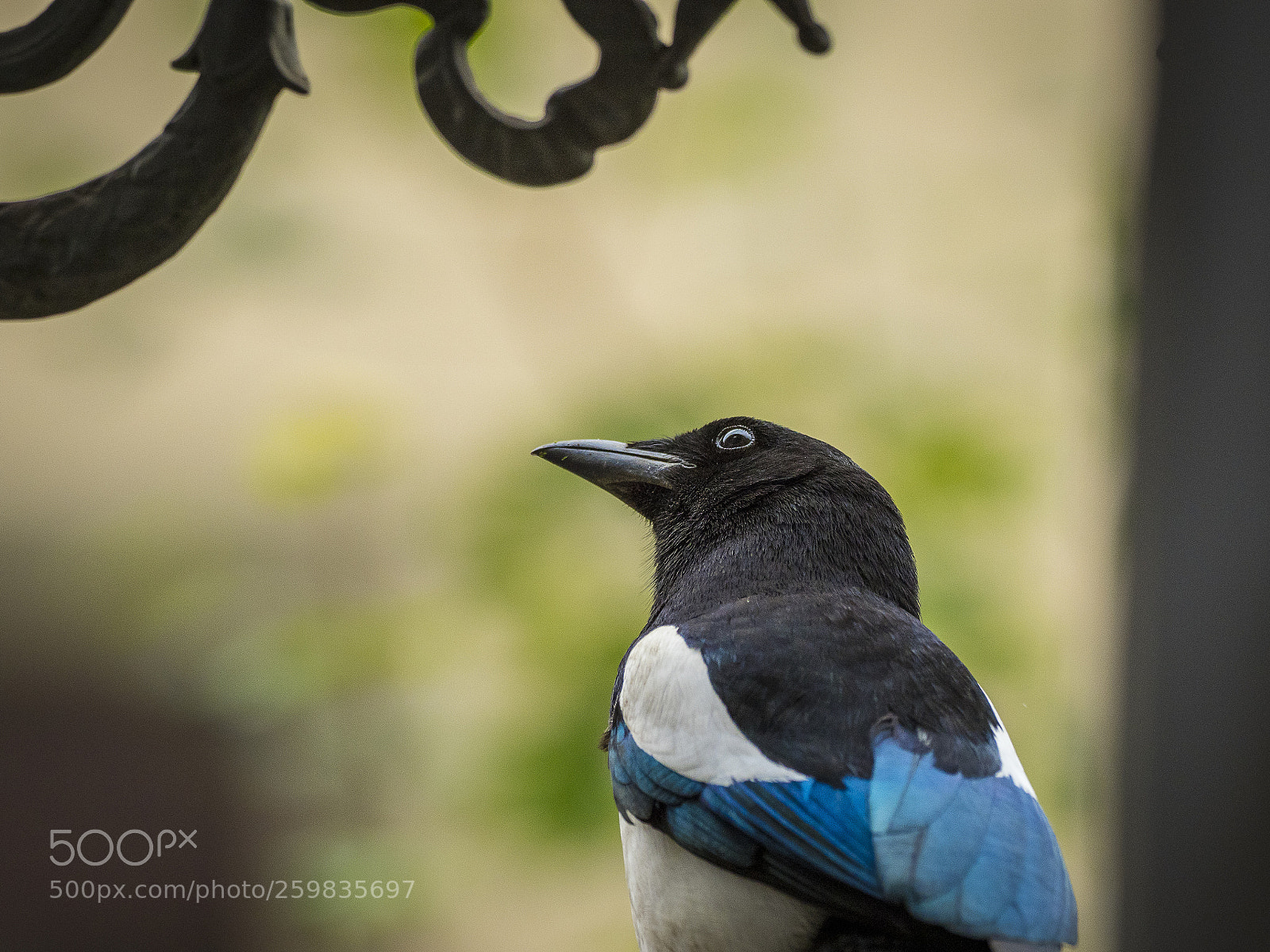 Olympus OM-D E-M1 Mark II sample photo. Elegant magpie photography
