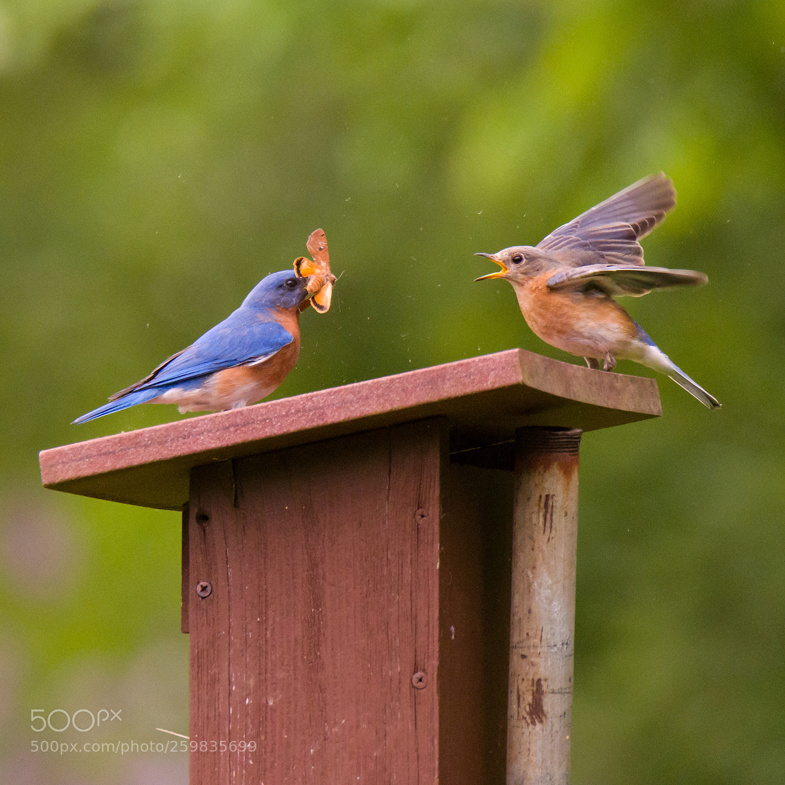Nikon D810 sample photo. Eastern bluebirds photography