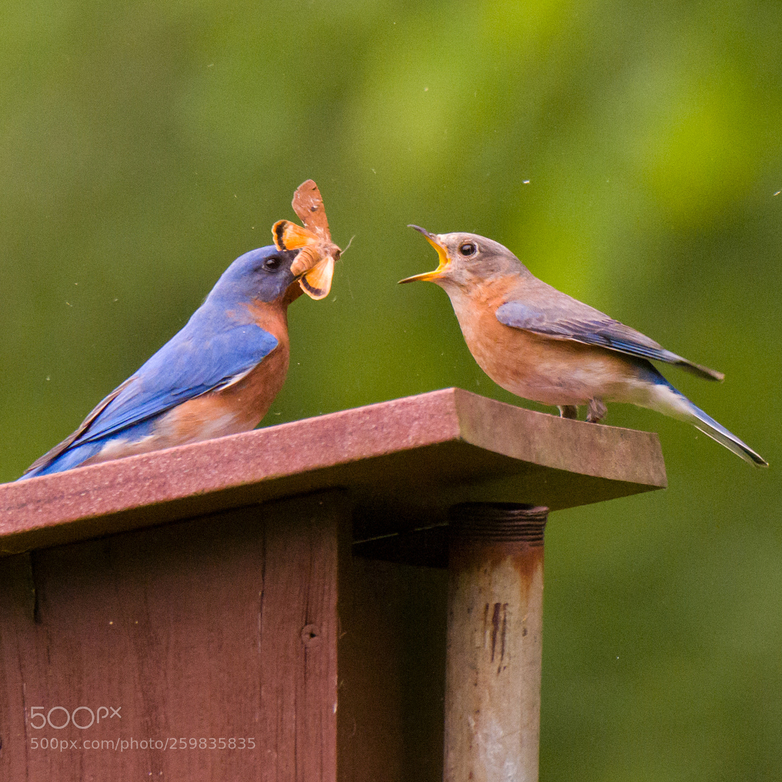Nikon D810 sample photo. Eastern bluebirds photography