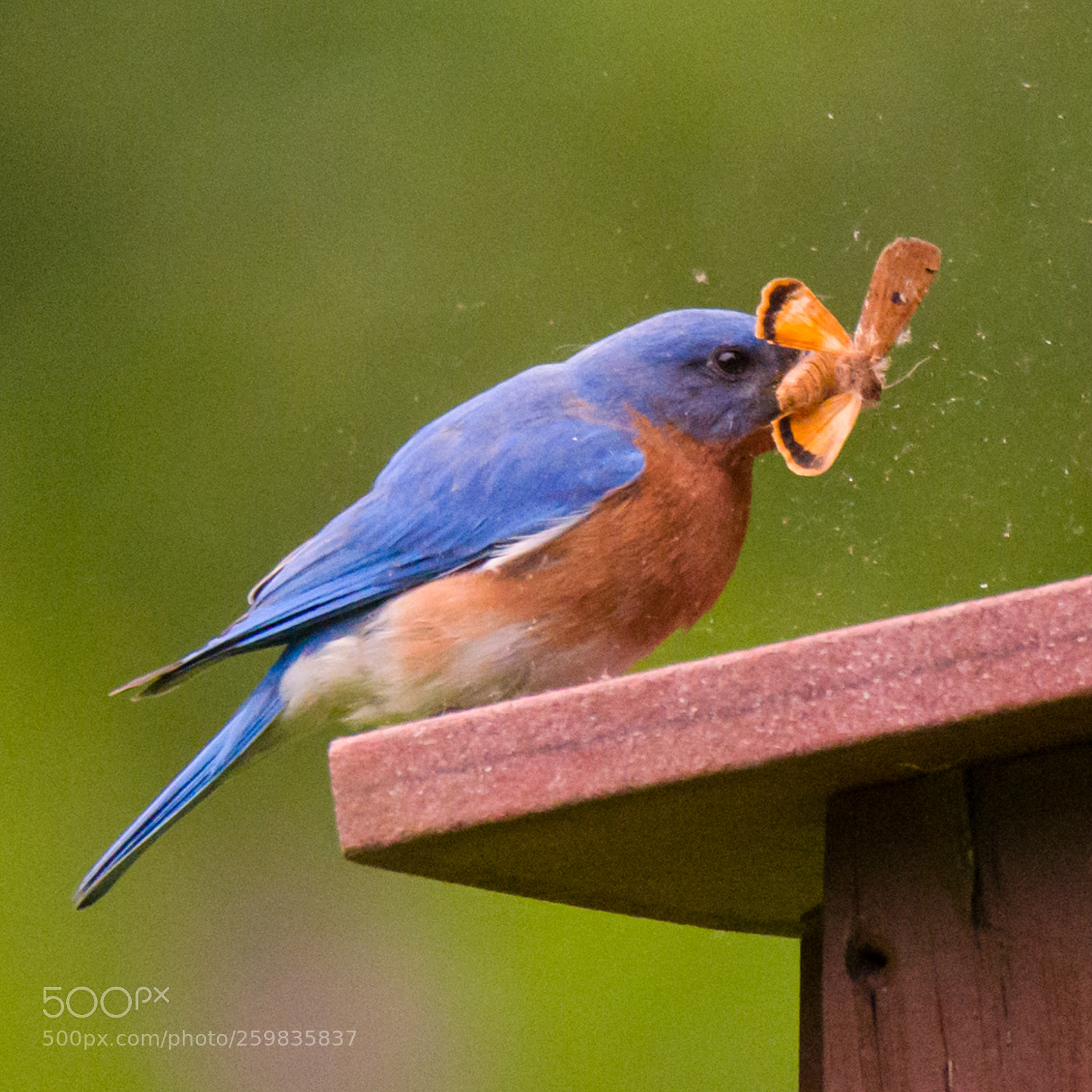 Nikon D810 sample photo. Eastern bluebirds photography