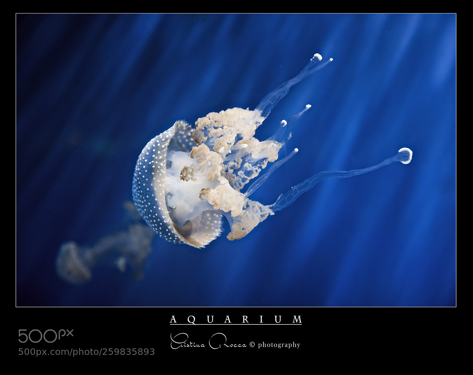 Nikon D750 sample photo. Aquarium photography