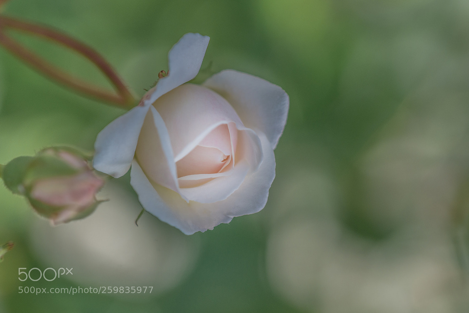 Nikon D800 sample photo. Spring photography