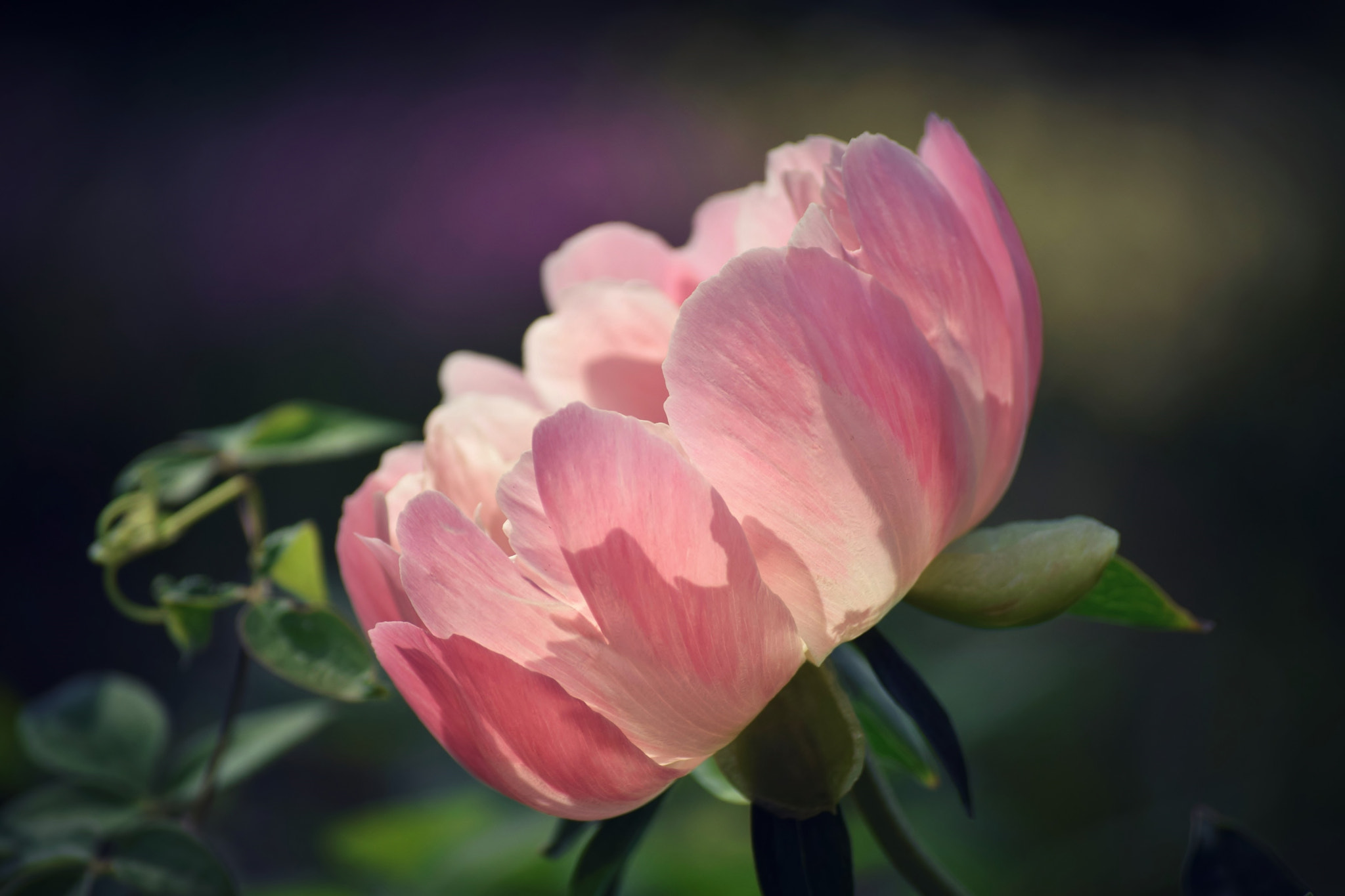 Nikon D5300 sample photo. Vanity... photography