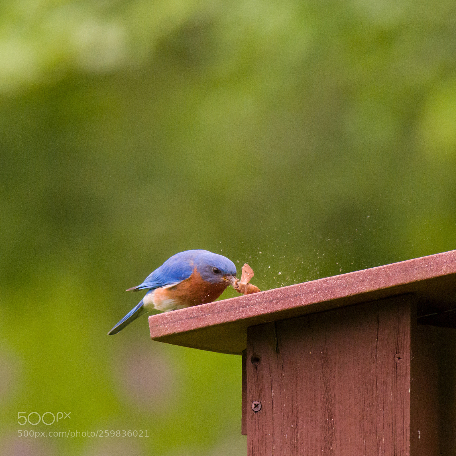 Nikon D810 sample photo. Eastern bluebirds photography