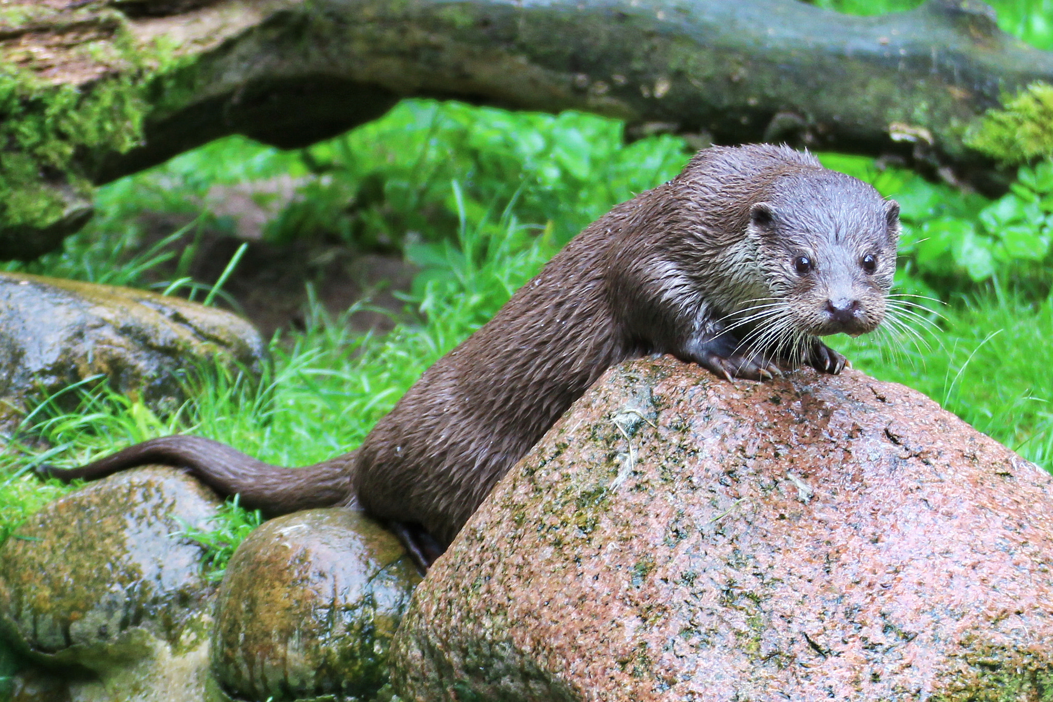 Tamron SP 35mm F1.8 Di VC USD sample photo. Fischotter im tierpark photography