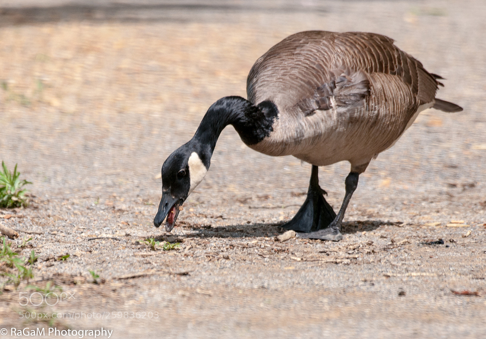 Nikon D300 sample photo. Peckish photography