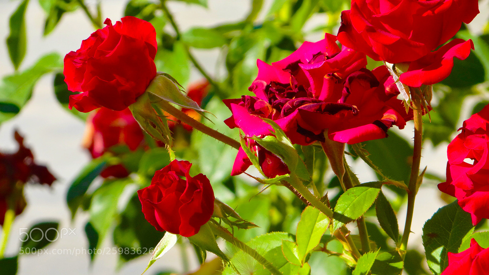 Sony DSC-HX200V sample photo. Spring in syria photography