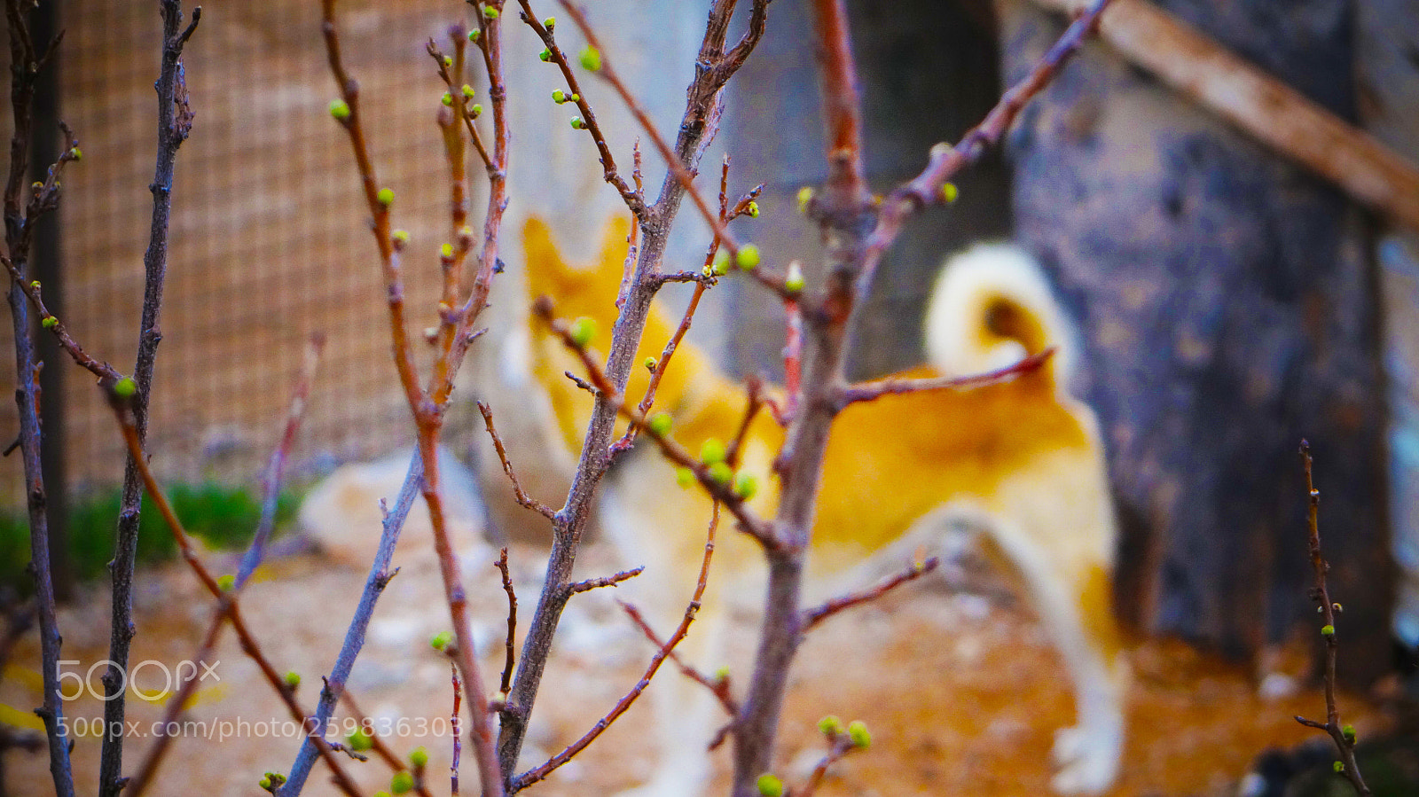 Sony DSC-HX200V sample photo. Spring in syria photography