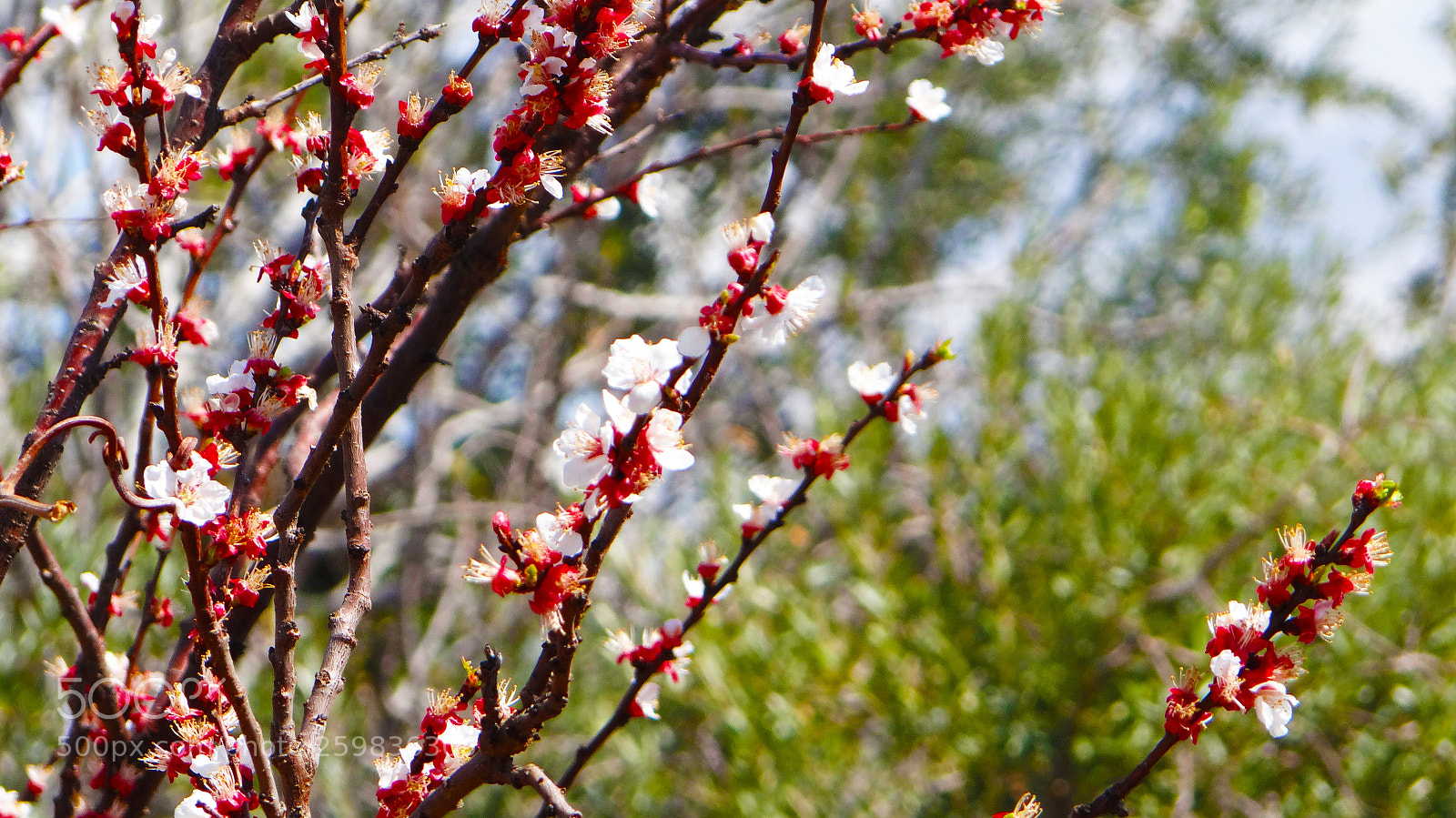 Sony DSC-HX200V sample photo. Spring in syria photography