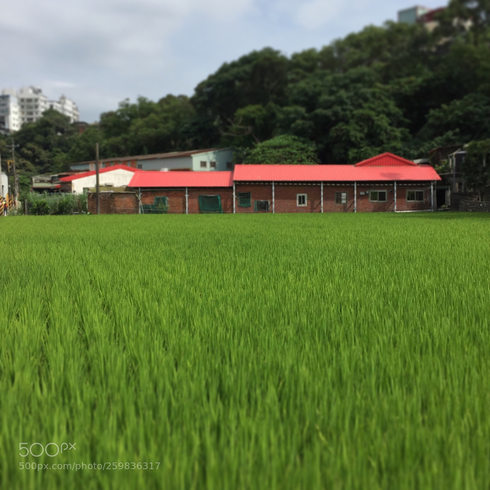 Apple iPhone 6 sample photo. 紅瓦綠籬的鄉間農居，一陣山風吹滾了屋前的綠海，跑山夥伴們馳騁於綠浪之上 photography